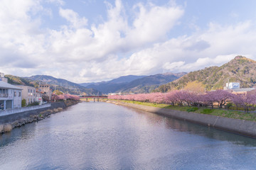 Obraz premium Festiwal Kawazu sakura (kwiat wiśni), miasto KAwazu, Shizuoka, Japonia