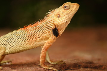Oriental Garden Lizard