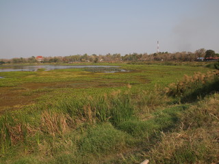 Fototapeta na wymiar Lush Green Marsh Land in Khon Kaen Essan Thailand with a nice river flowing though the tall grass and water lillies