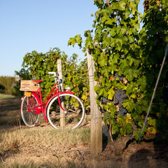 Vélo rouge ancien et bouteilles de vin dans les vignes en France.