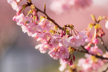 Obraz premium Kawazu sakura (Cherry blossom) festival, KAwazu Town, Shizuoka, Japan