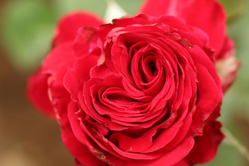 front view of a red rose closeup