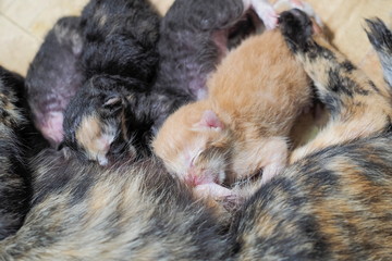view of new born orange kitten feeding milk.
