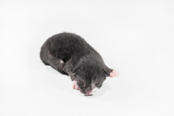 view of new born black kitten on white background, new born age 5 minutes.