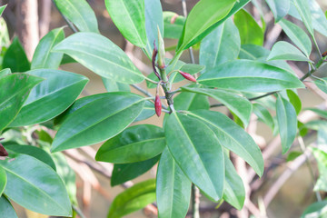 Bruguiera gymnorrhiza bud on tree is a Thai herb with properties used leaf to hemostatic wound.