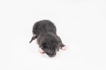 view of new born black kitten on white background, new born age 5 minutes.