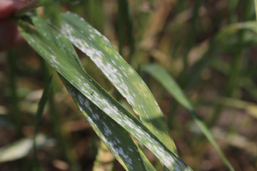 Powdery mildew- fungal disease of plants. Early powdery mildew symptoms on wheat are white pustules