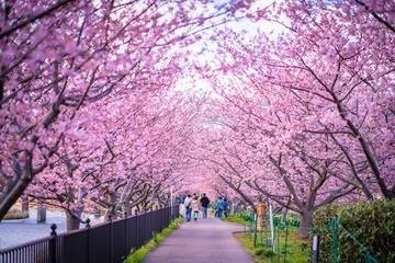 Deurstickers Kawazu sakura (Cherry blossom) festival, KAwazu Town, Shizuoka, Japan © Ryo