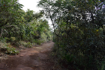 Estrada de terra através de floresta tropical