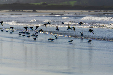les oiseaux sur la plage