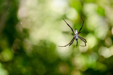 spider on web