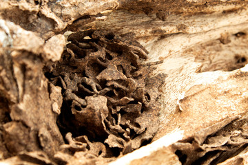 closeup  nest termite in wood