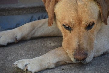 Kaiser Labrador