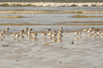 les oiseaux sur la plage