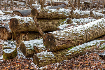 Logs Lying around