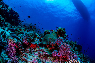 Fototapeta na wymiar Tropical fish swimming over the reef in Fiji
