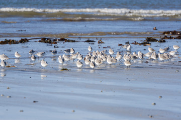 les oiseaux sur la plage