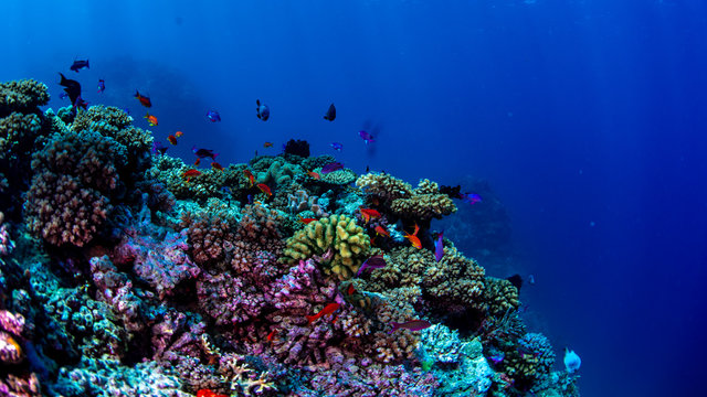 Tropical reef fish swimming over the reef