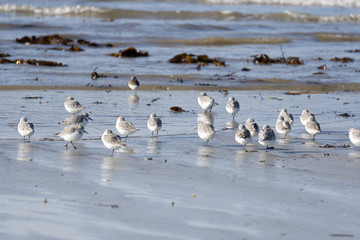 les oiseaux sur la plage