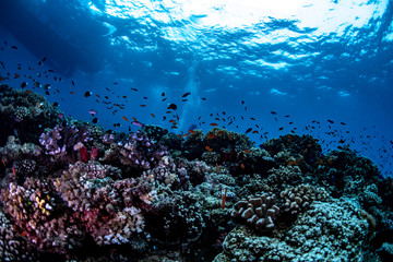 Fototapeta na wymiar Scuba diving on a reef in Fiji