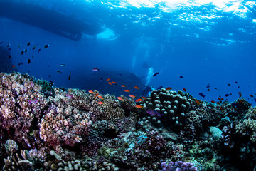 Naklejka na ściany i meble Scuba diving with tropic fish in Fiji