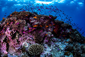 Scuba diving on a reef in Fiji