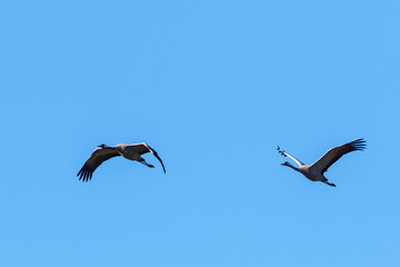 Cranes flying in the spring