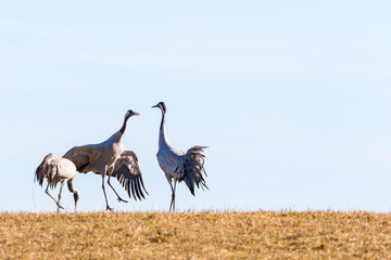 Fototapeta premium Jumping crane in the spring against the sky