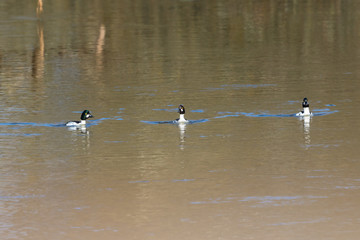 Three Goldeneye swimming in the river