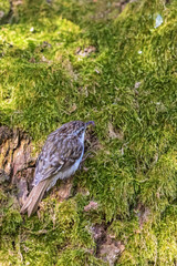 Eurasian Treecreeper sitting in the moss on a tree