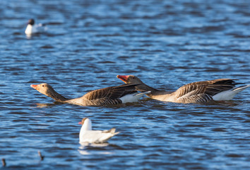 reylag geese in mating ritual into the lake in spring