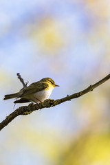 Wood Warbler sitting on a tree branch in the forest