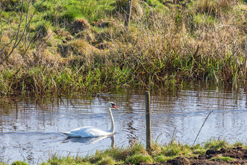 Mute swan swimming in the river in spring