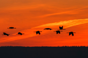 Flock of Cranes flying in the sunrise