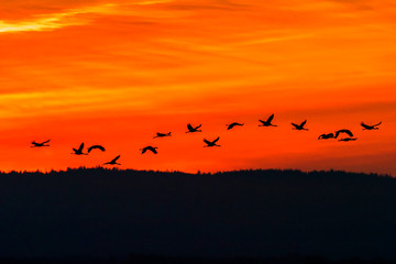 Obraz premium Flock of Cranes flying at the sky in a beautiful sunset