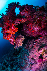 Fototapeta na wymiar Golden crinoid growing beneath a large coral head
