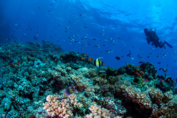 A scuba diver watching a moorish idol fish swimming over the reef
