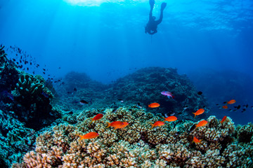 Fototapeta na wymiar A diver swimming over a sunny coral reef with anthias fish