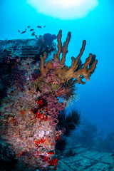 Scuba diving on a ship wreck in fiji 