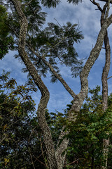 Fototapeta premium Tronco recurvo e áspero de árvore do cerrado