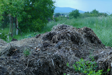 Pile of raw cow manure on the farmyard. Close up of pile of manure in the countryside. Detail of heap of dung in field on the farm yard. Village background. Traditional rural scene