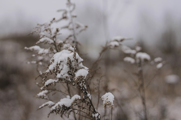 winter background with dried grass covered with snow,rural landscape