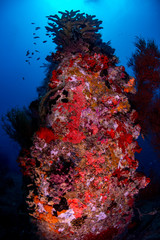 Fototapeta na wymiar Scuba diving near a wreck with many tropical fish