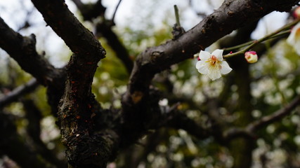 万博記念公園の梅林