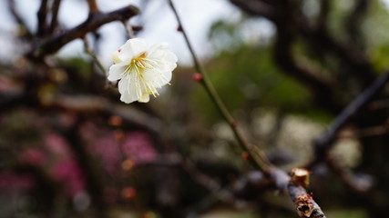 万博記念公園の梅林