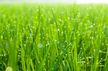 Fototapeta na wymiar Grass field close-up