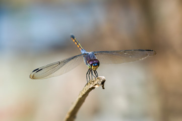 blue dragonfly