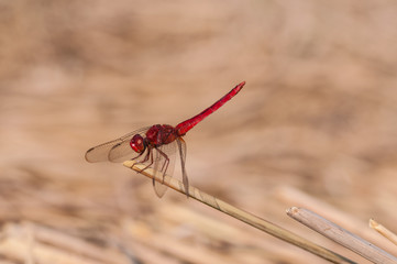 red dragonfly
