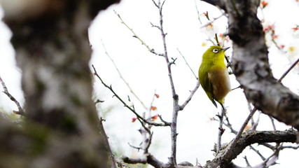 メジロと梅の木