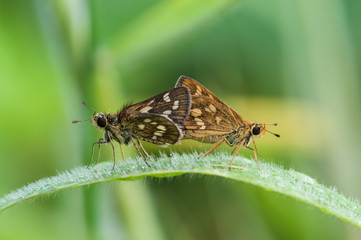 Obraz premium Mating butterfly